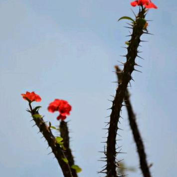 沉默🌹🌹🌹