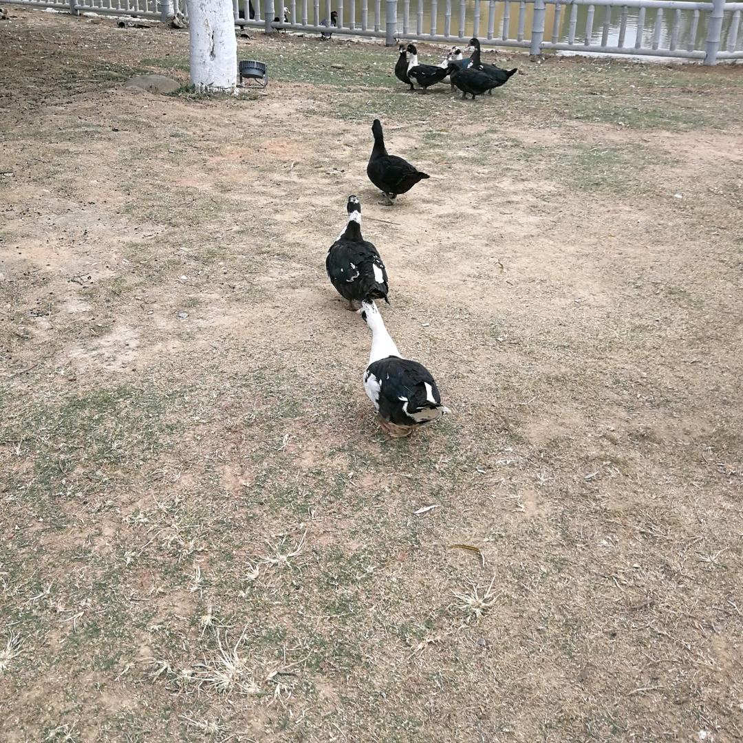 你好马先生
