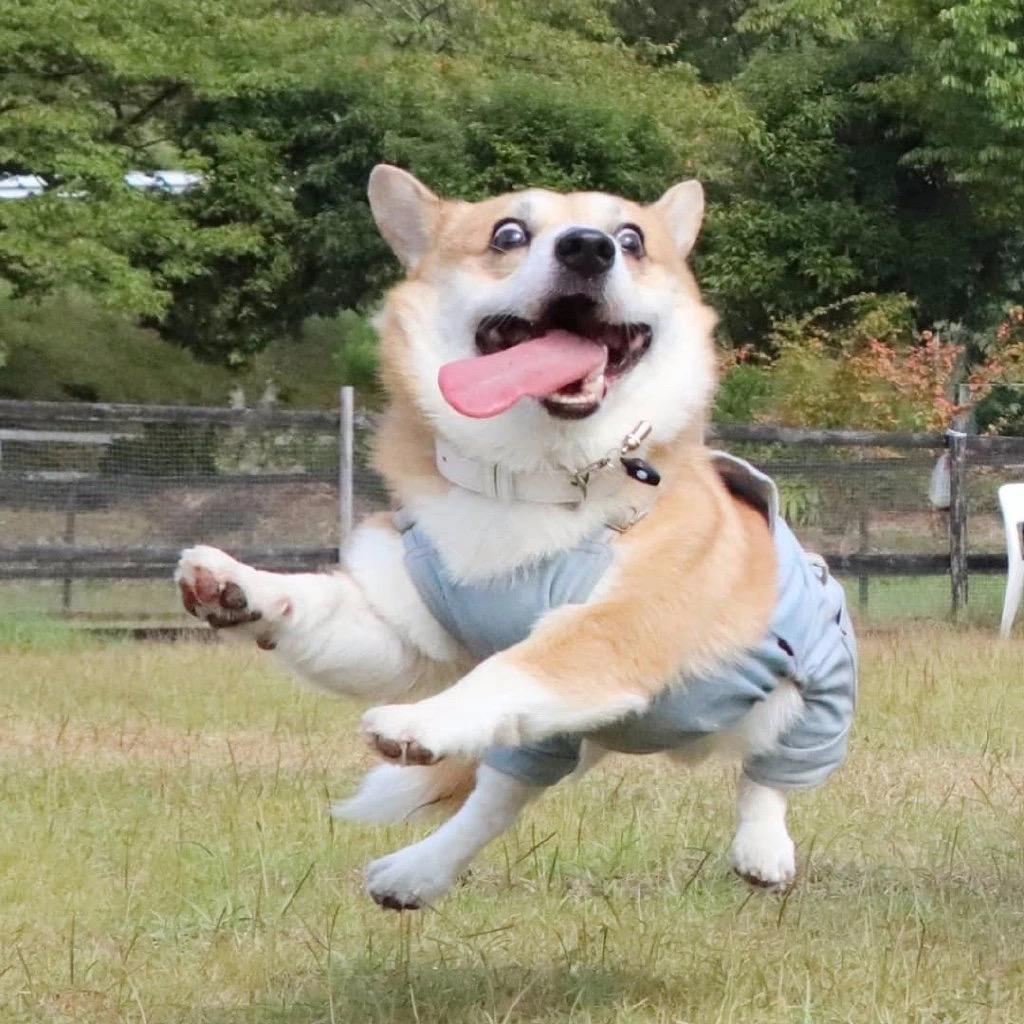 薯条姐姐