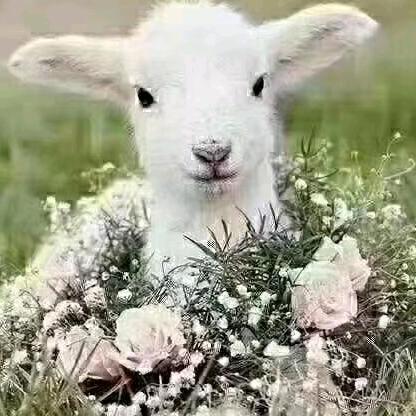 临城新能源电动汽车+三轮批发