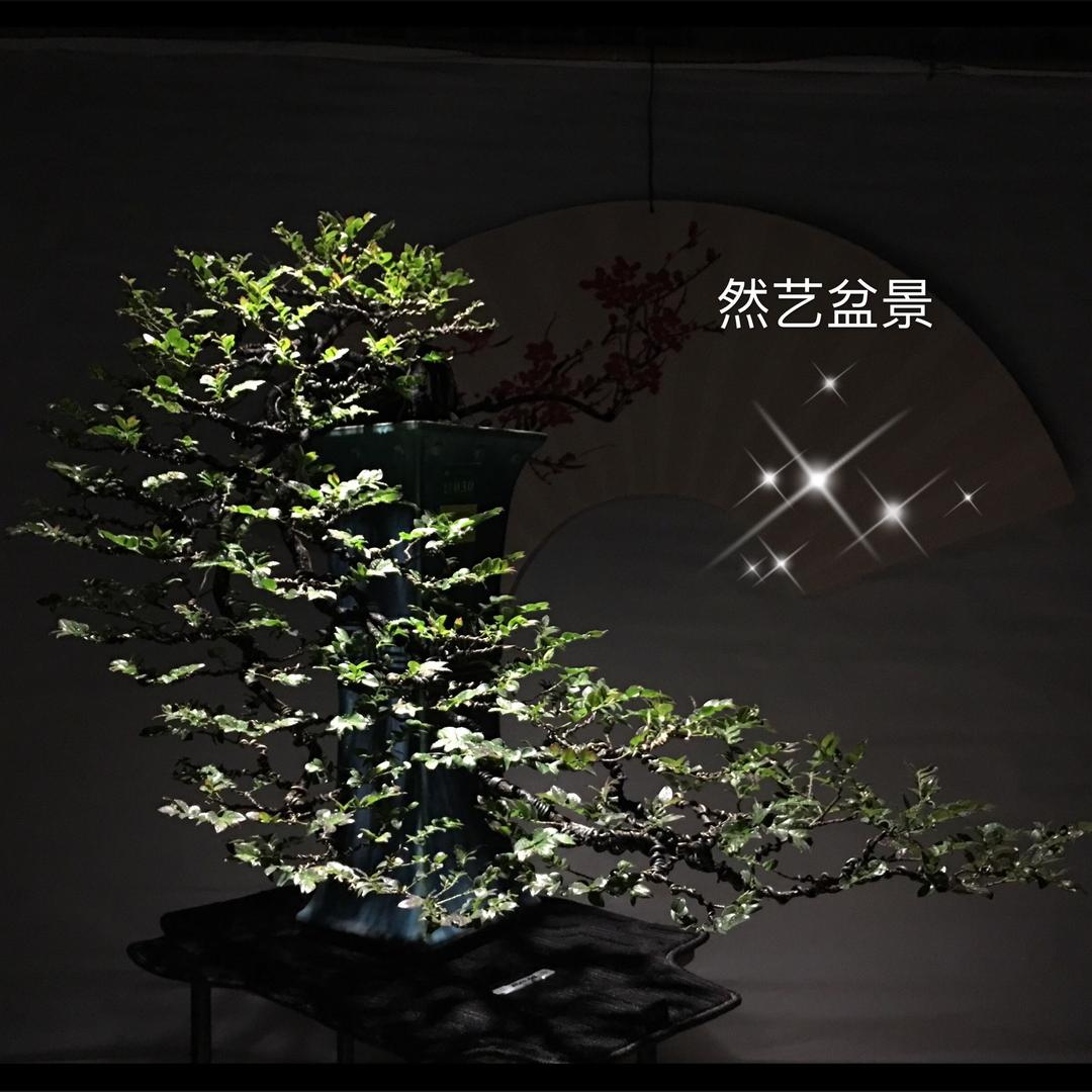 然艺盆景