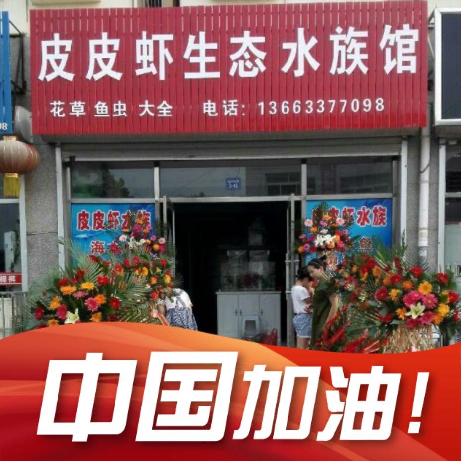 皮皮虾水族