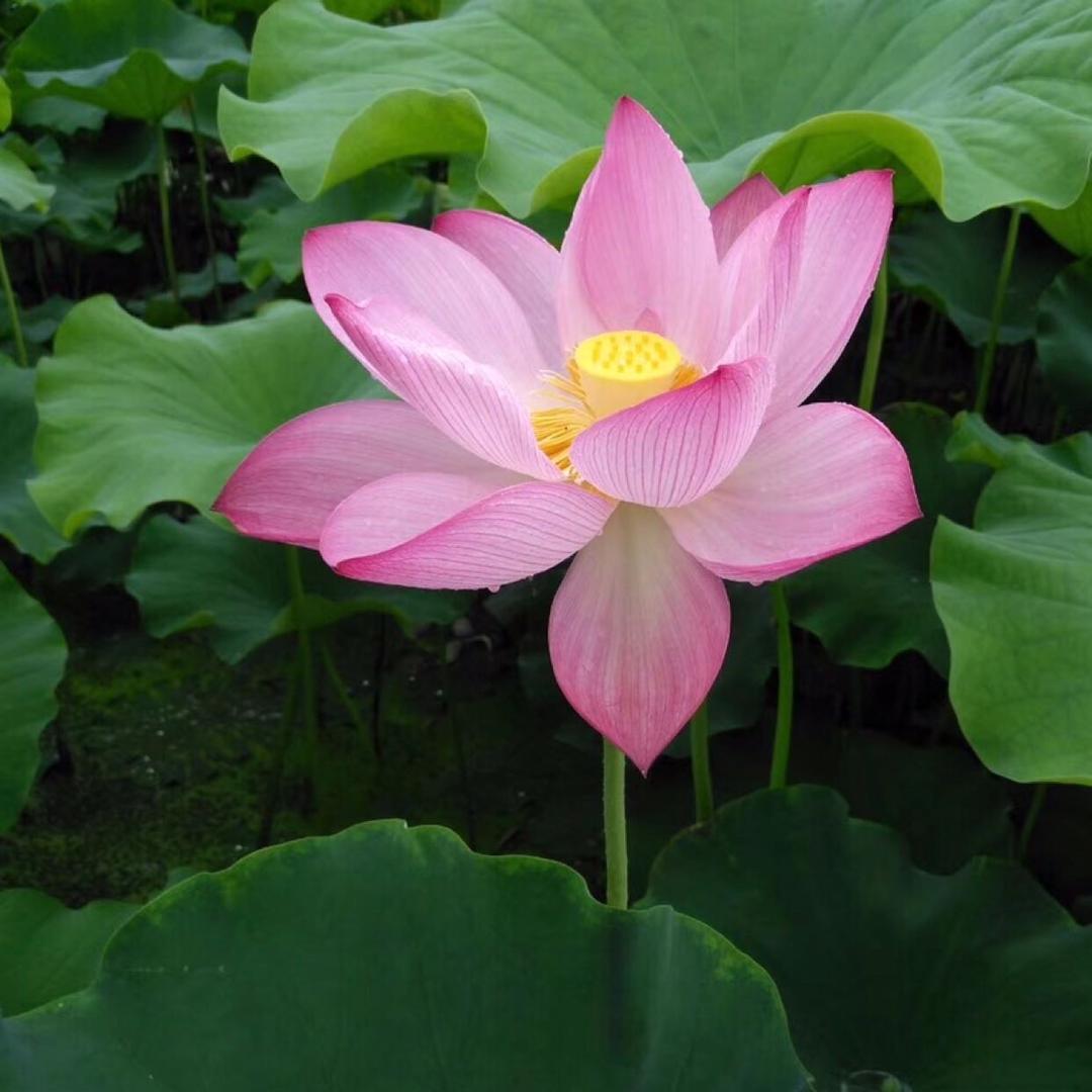 平常心