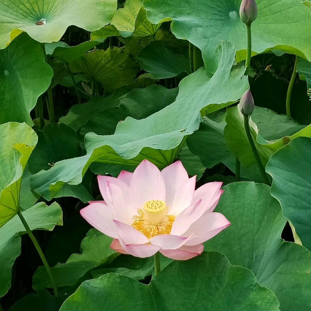 一清一世