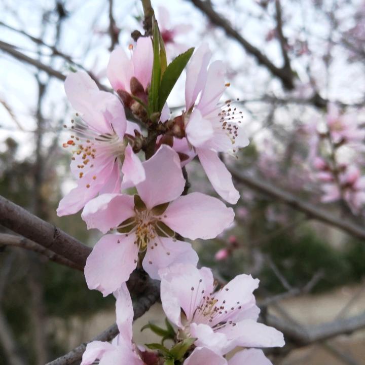 杜鹃花