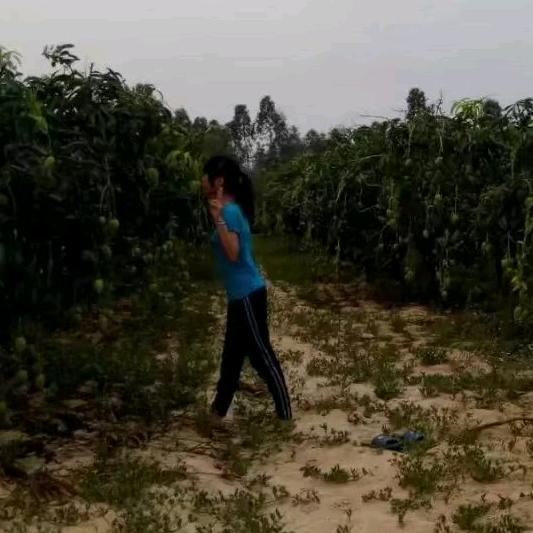 树莲