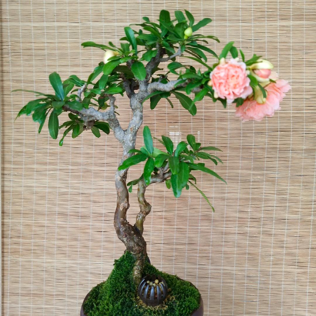 林波心源