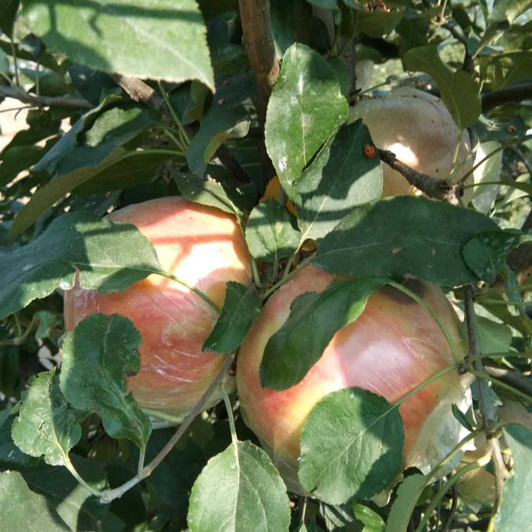 平安是福🍀🍀🍀李凤云