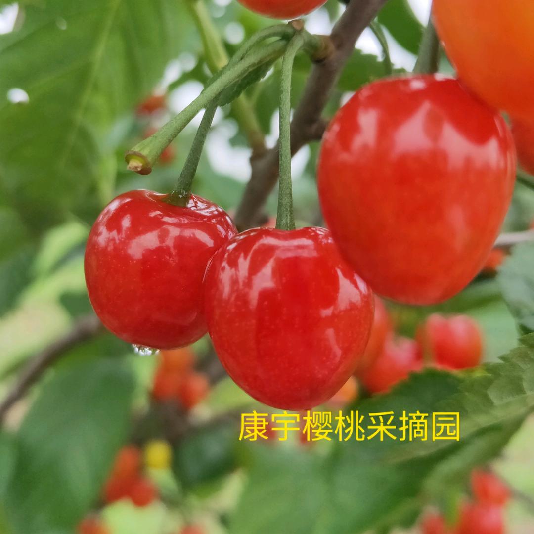 卖樱桃的小丸子