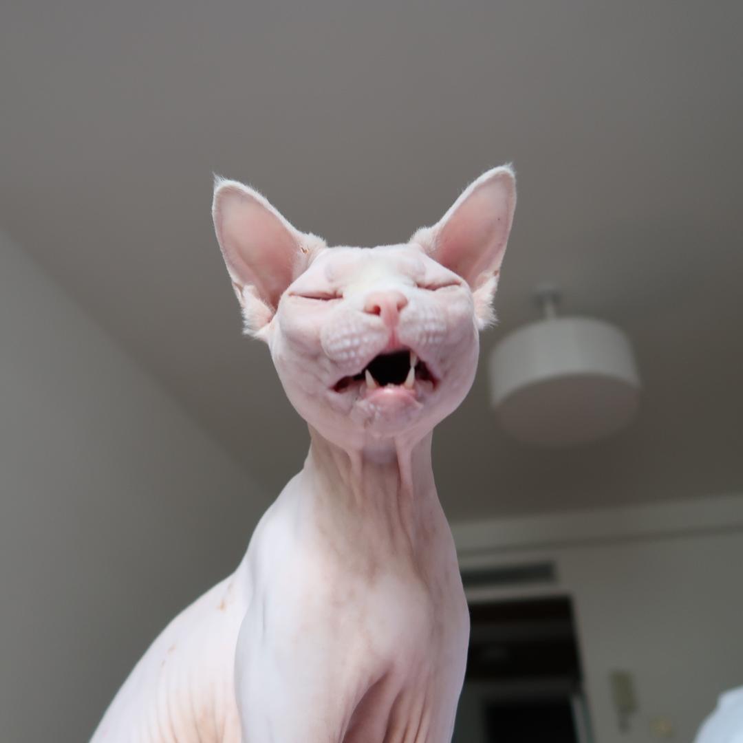 我是毛毛
