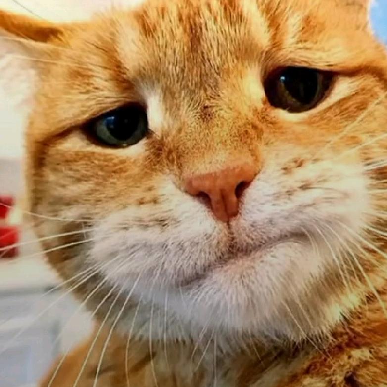 系啦！是旦啦！