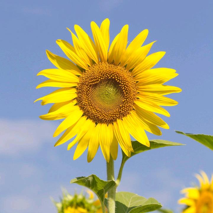 骏马腾飞