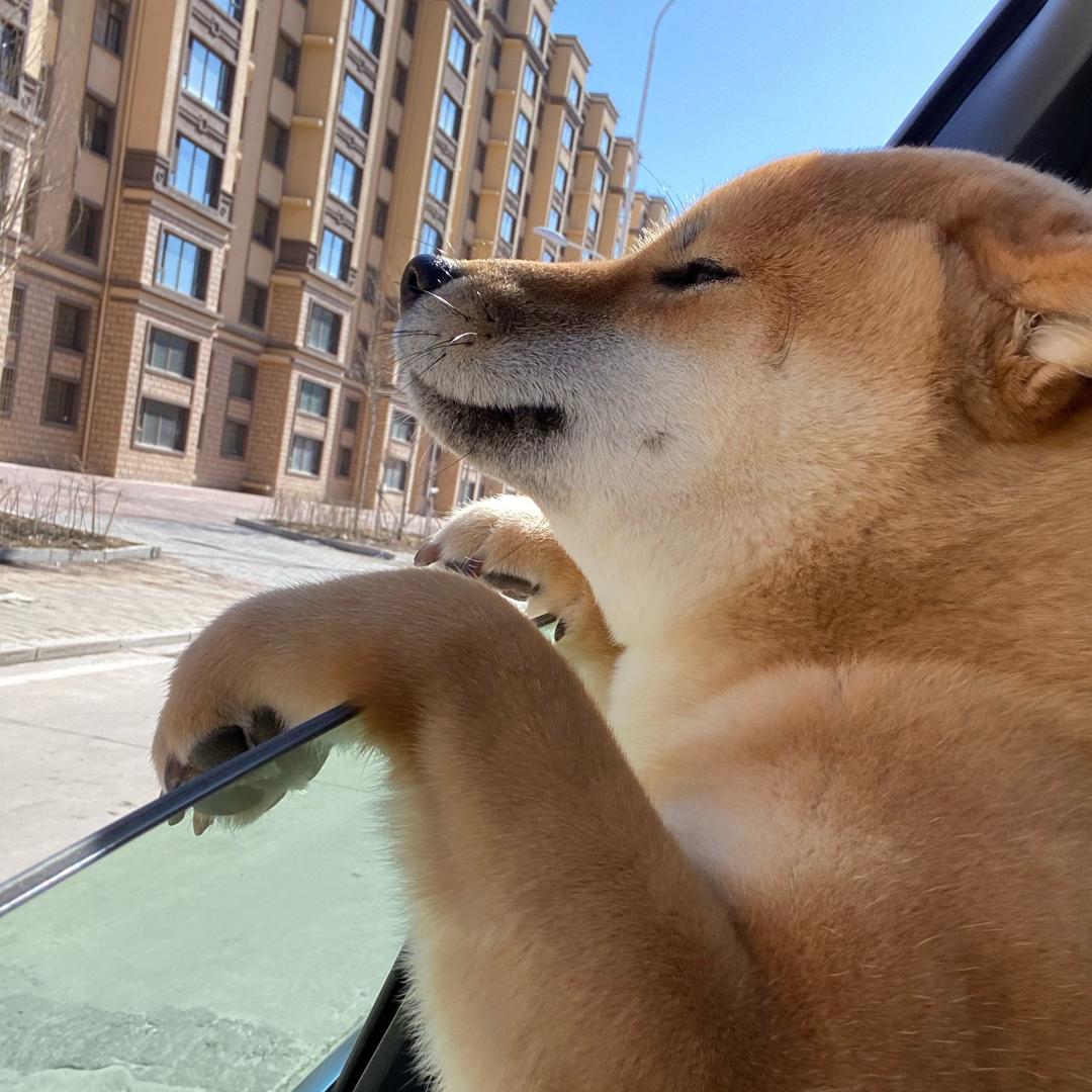 柴犬旺仔