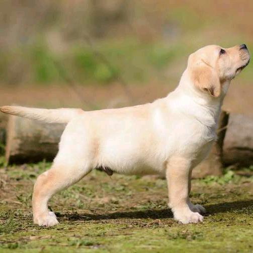 杰威犬舍