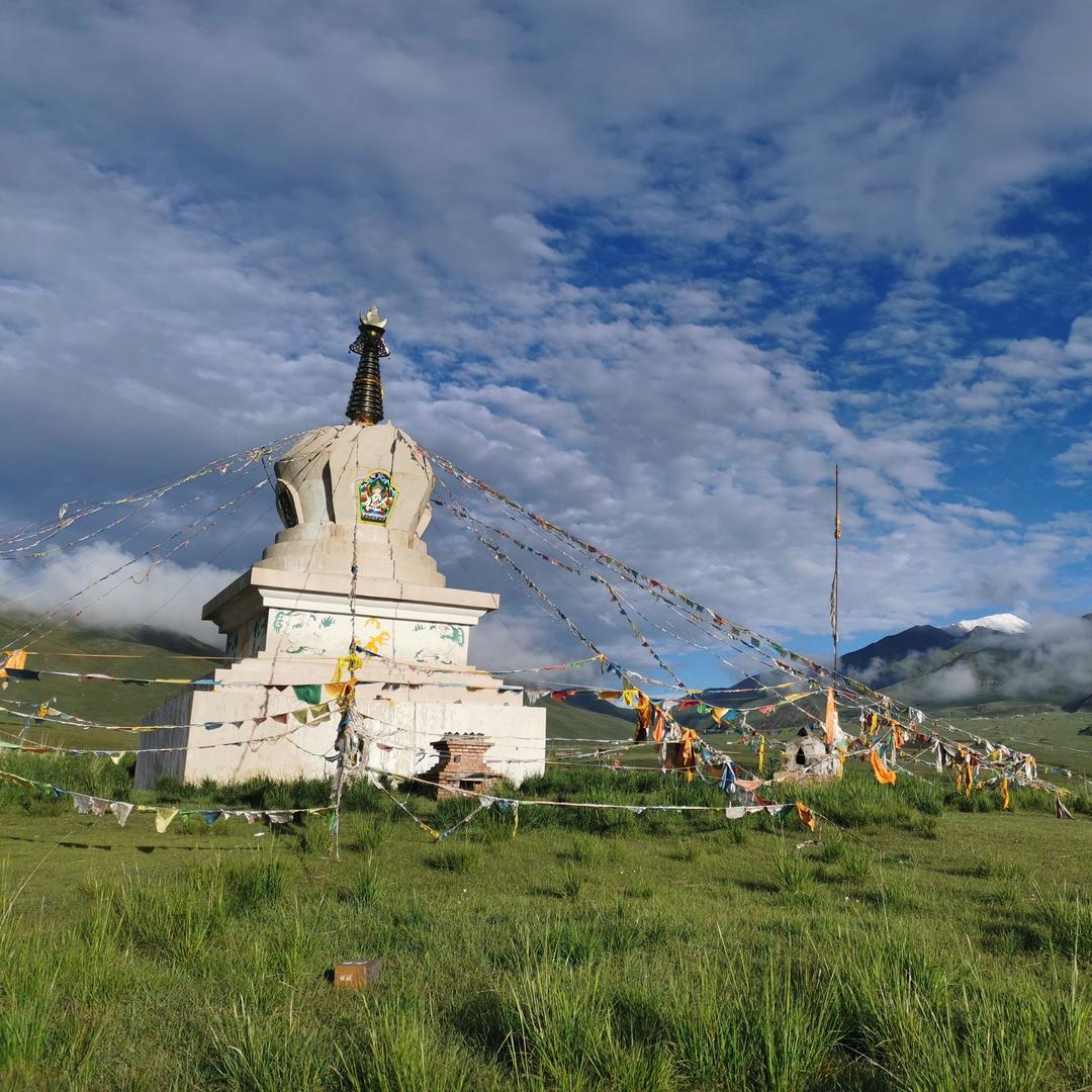 华锐高原白牦牛