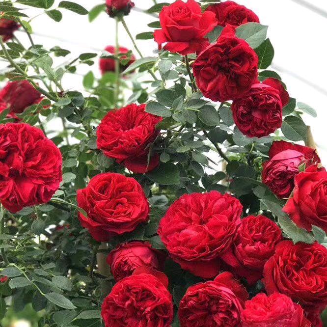 艳💐子