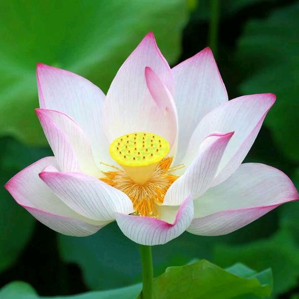 王夫侠