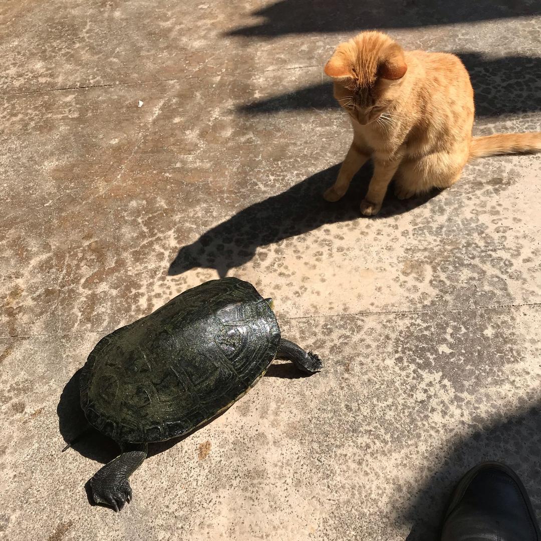 庄壹圆