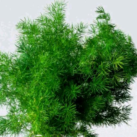阳光正好
