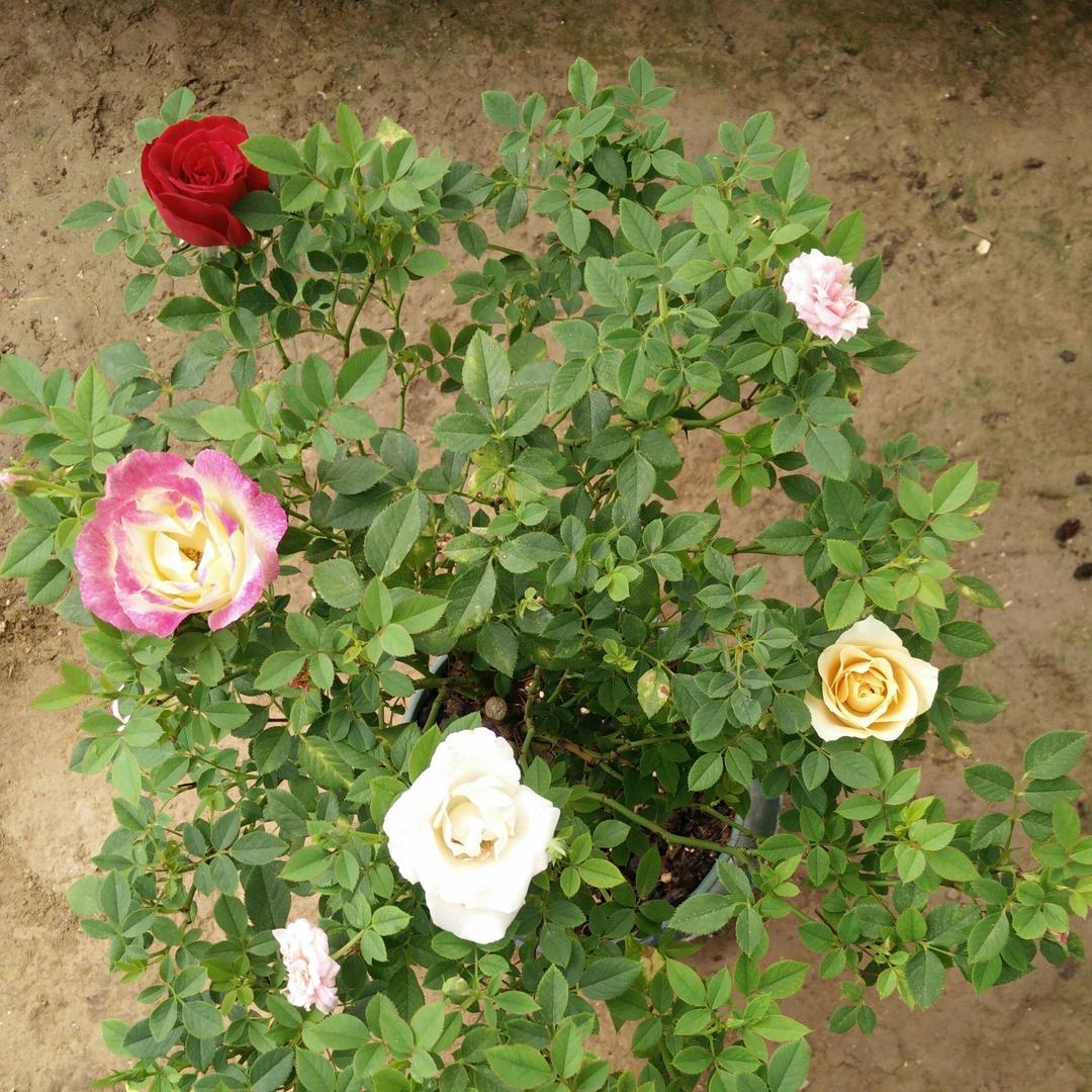 我依然在这里🌹