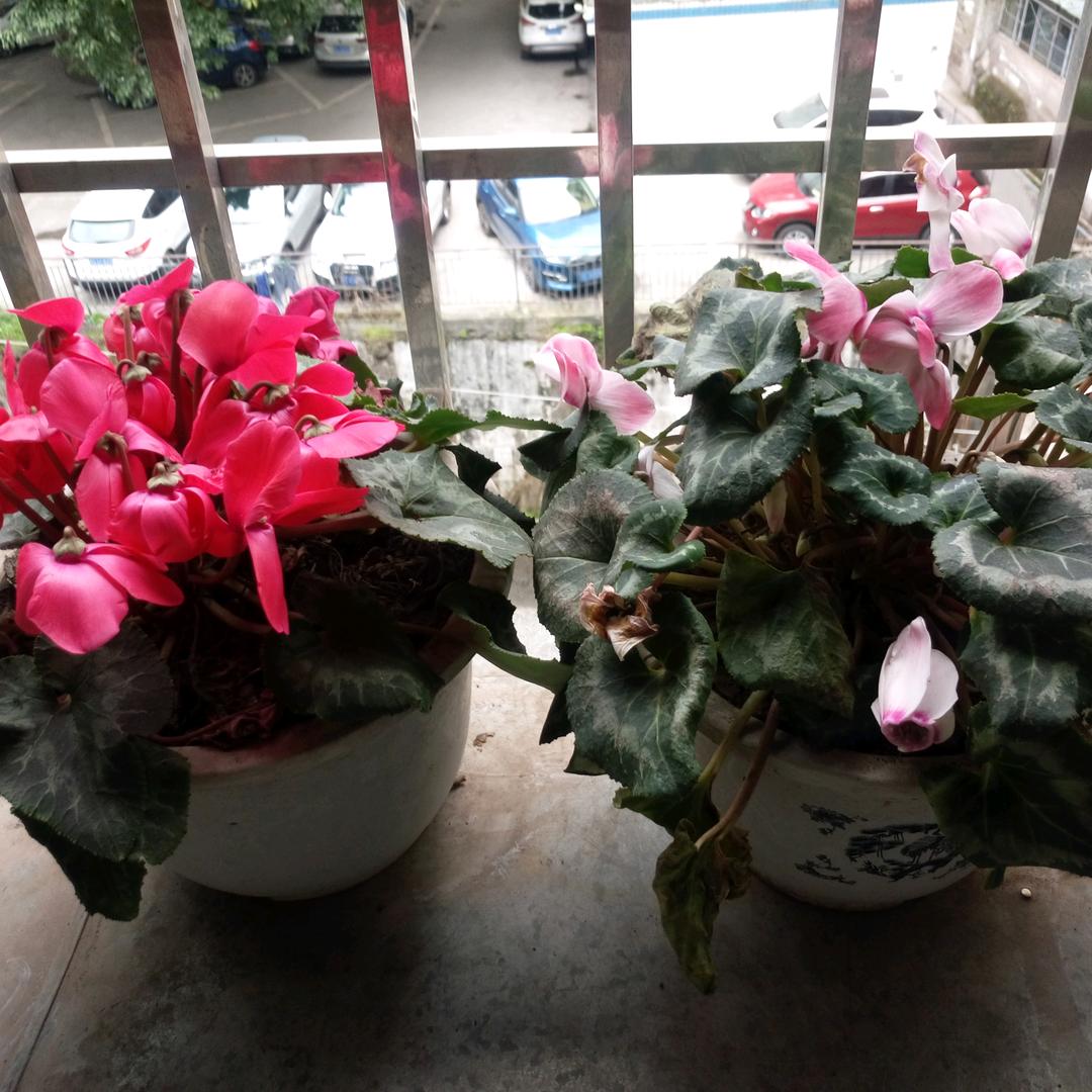 晚风轻轻吹