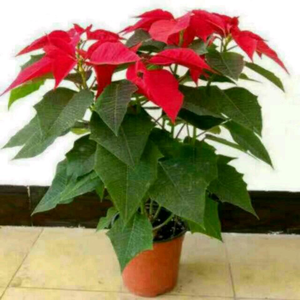 🌹烟雨过客🌻