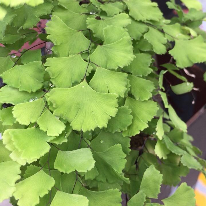 哇噻的寺库釆购