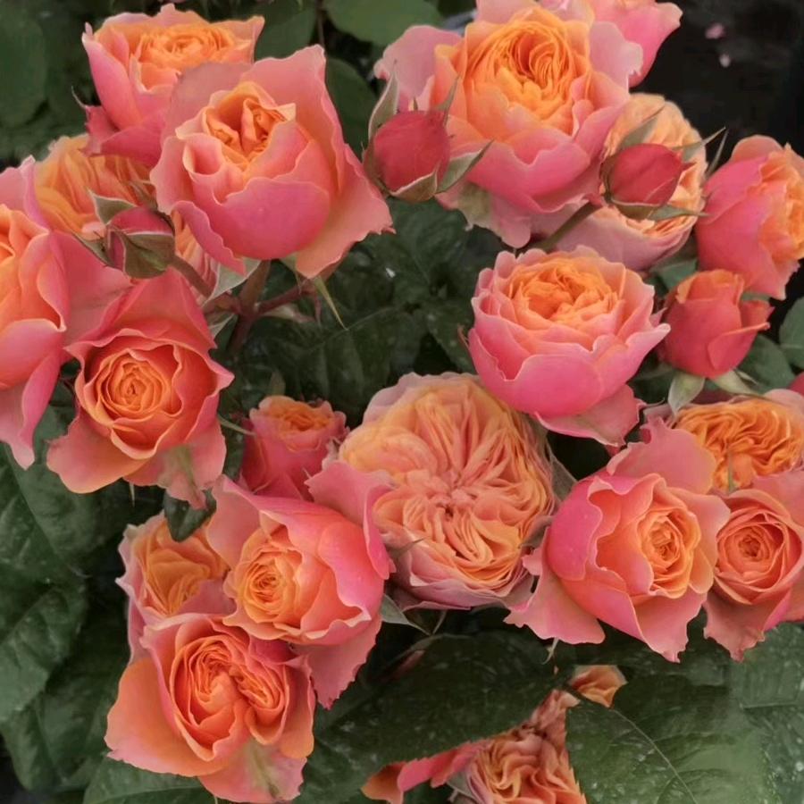 芊芊花木场