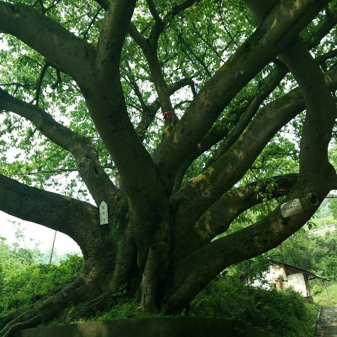冷漠