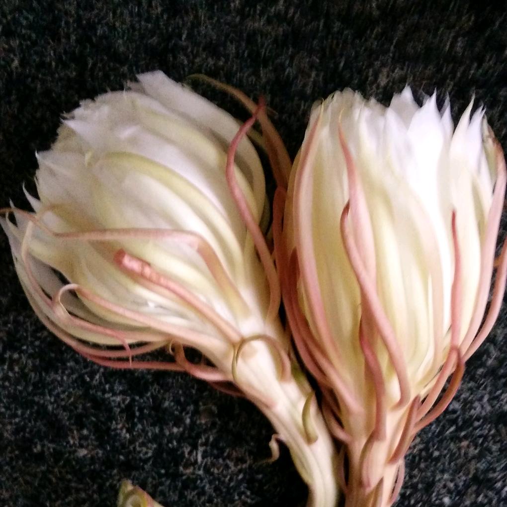 星星知我心（王哥）