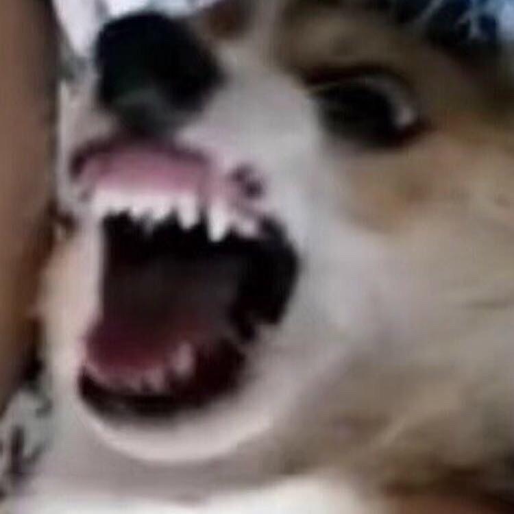 易小白