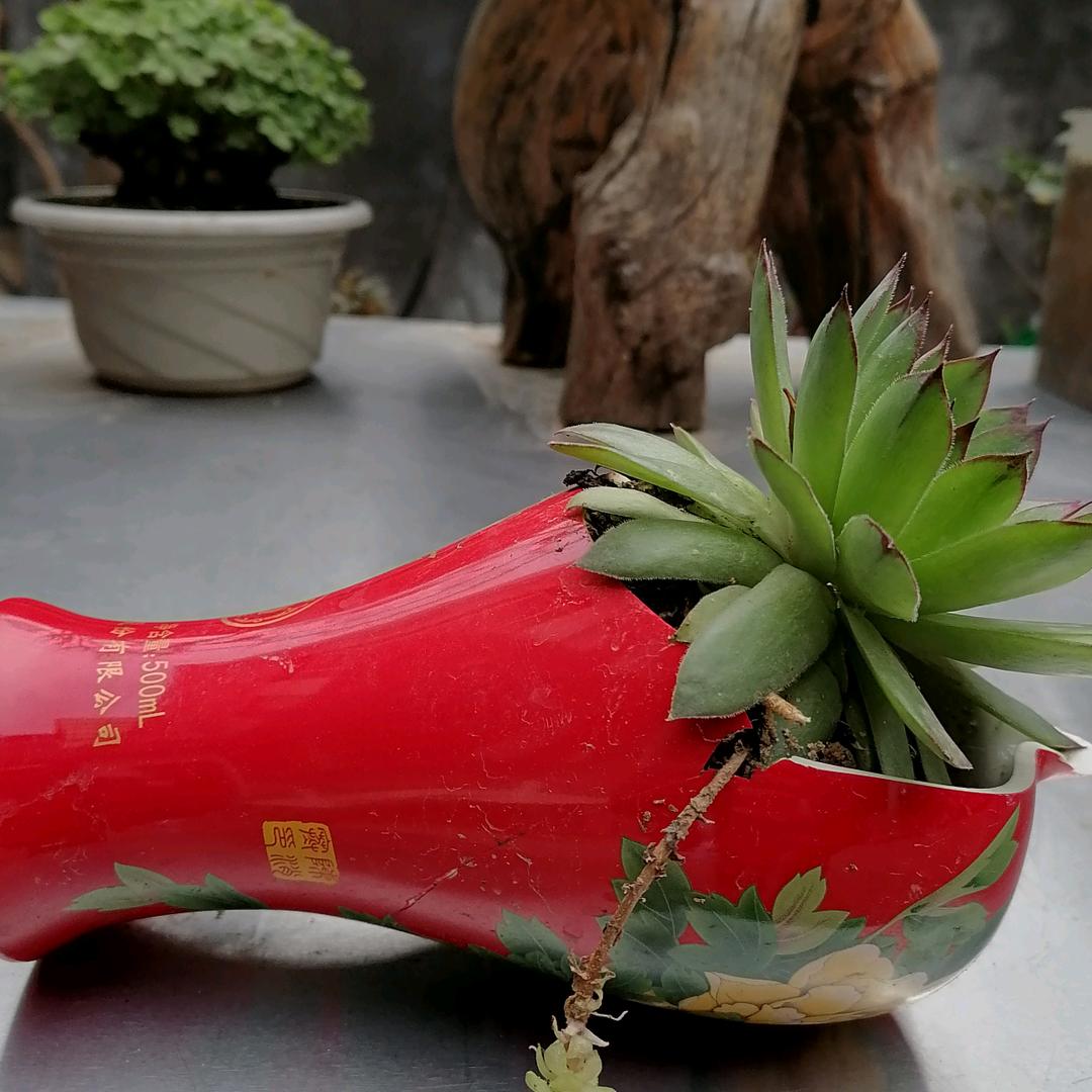 我是老大