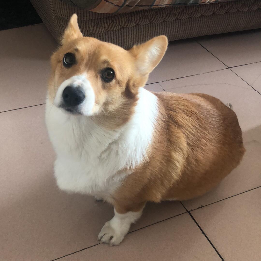 偏羊羊👑