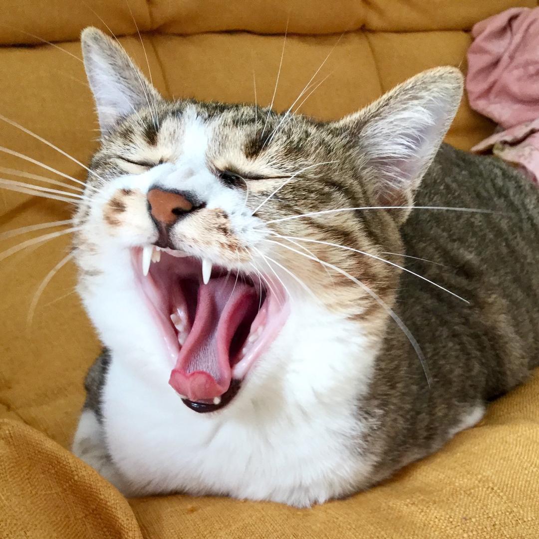 吃披萨沾西瓜酱