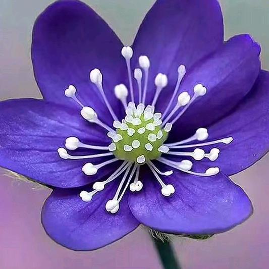 🌲🌲梦幻🐟🐟