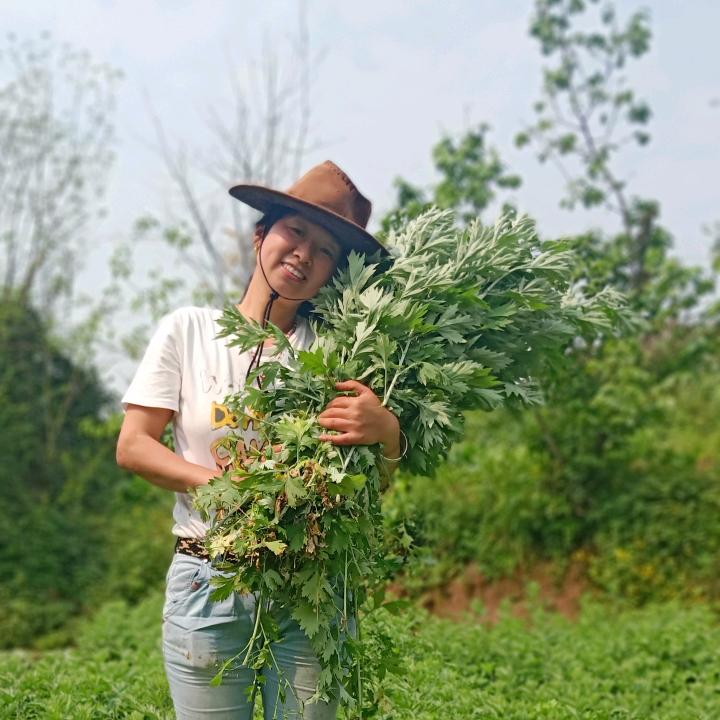重庆铜梁艾草  英子