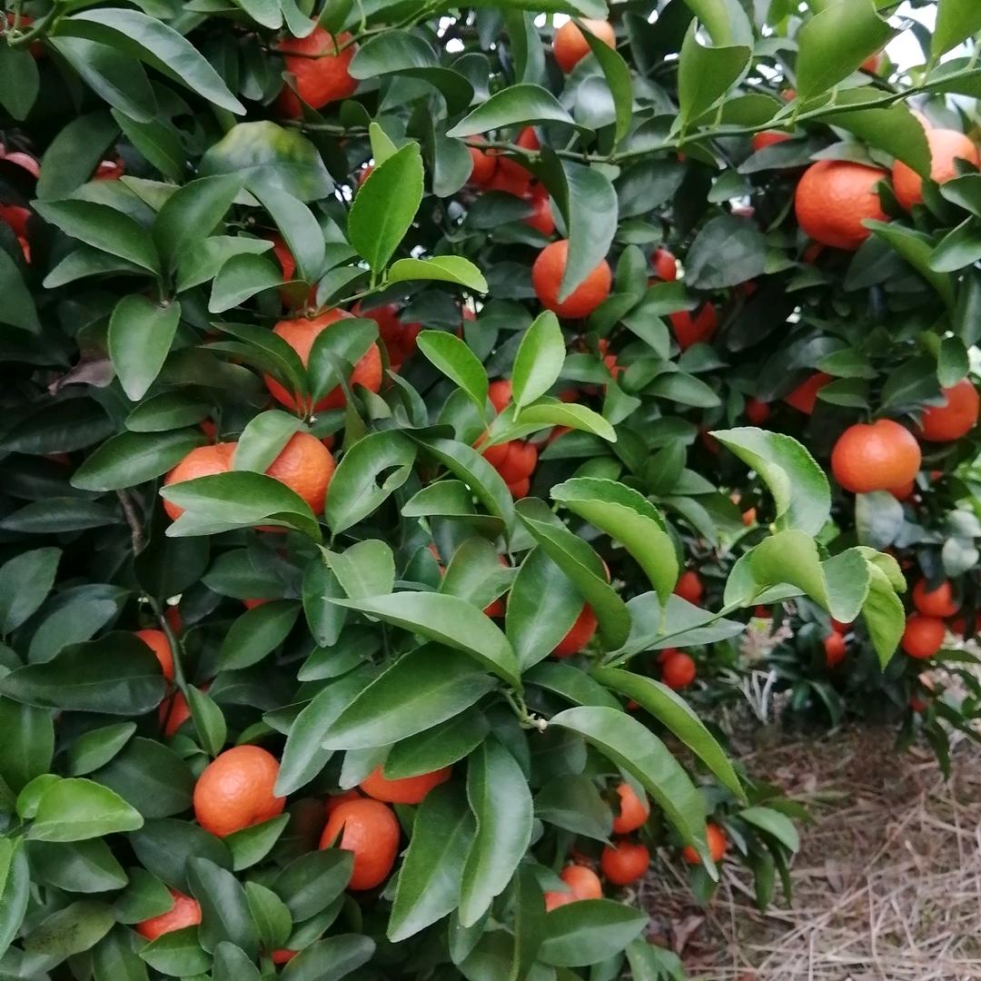 青峰缘