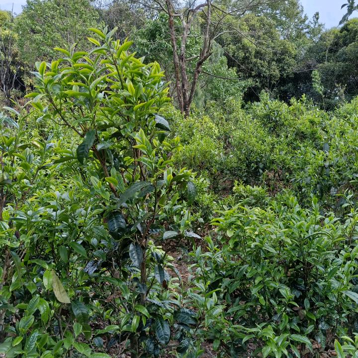 勐库荣仙茶叶初制所