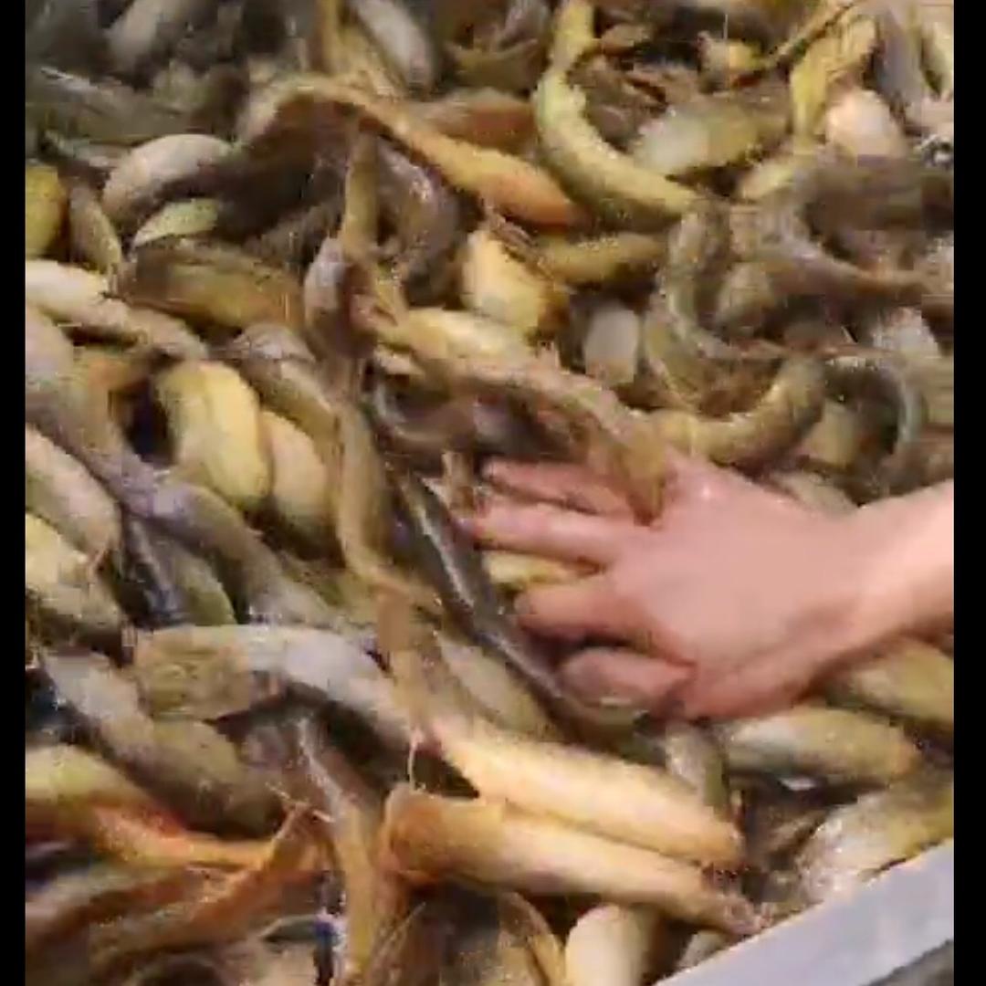 年年有余（鱼）