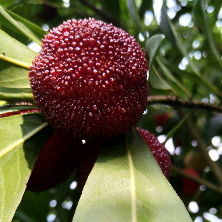 子庆种养殖家庭农场