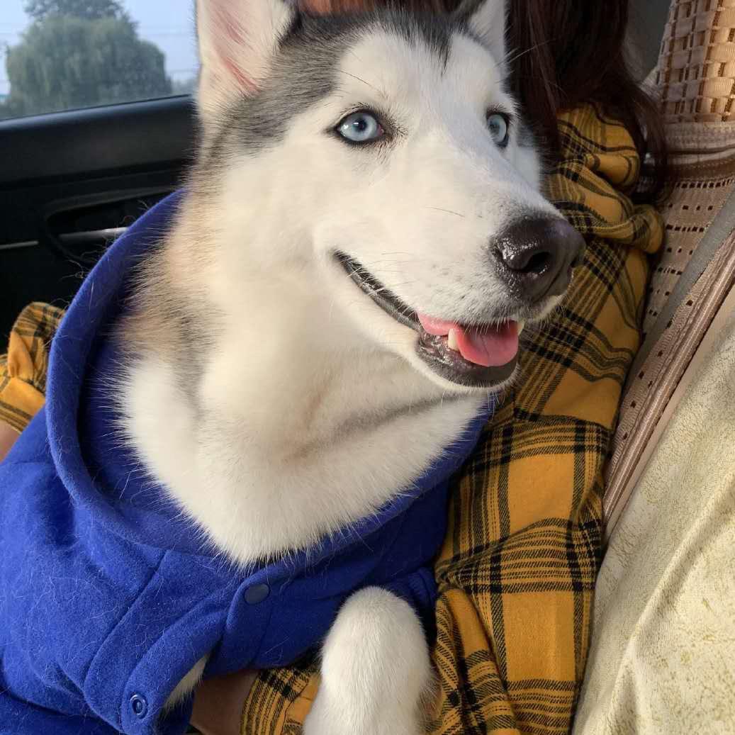 可比克不是薯片儿