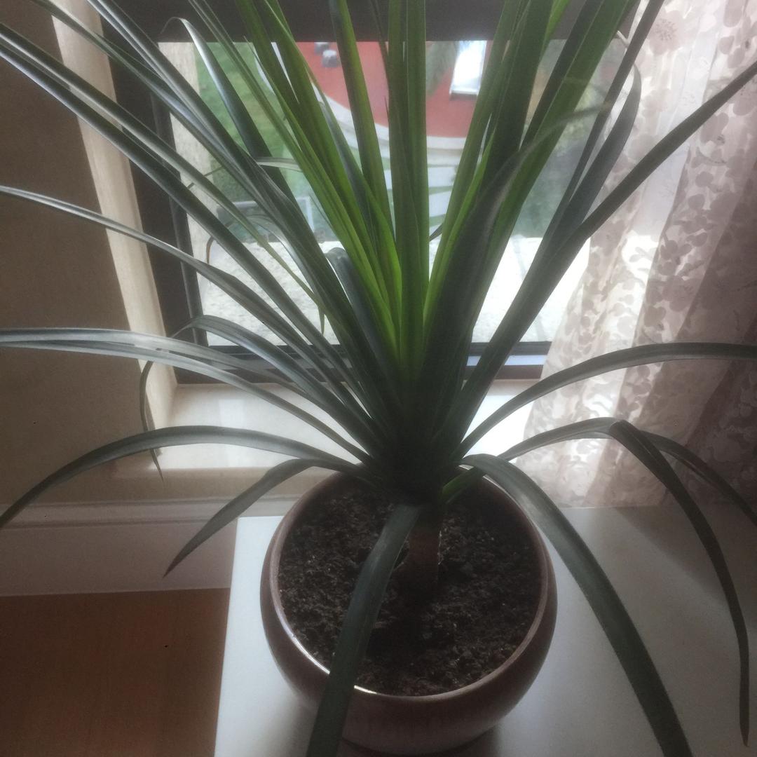 慧