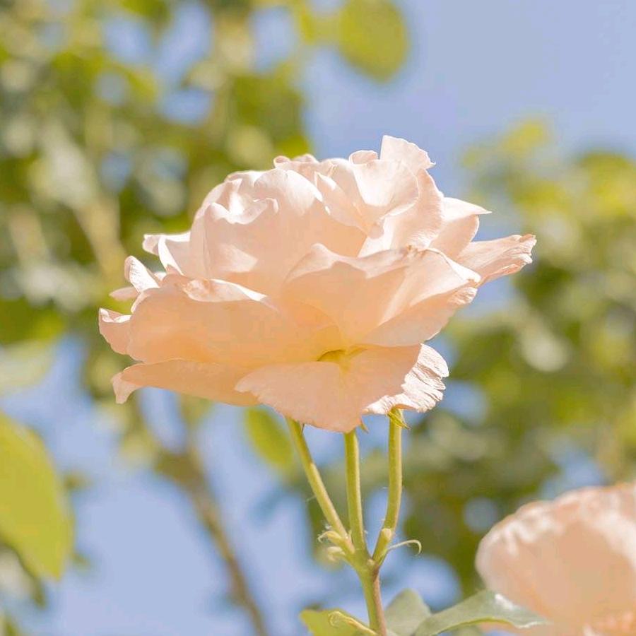 梁仕芬