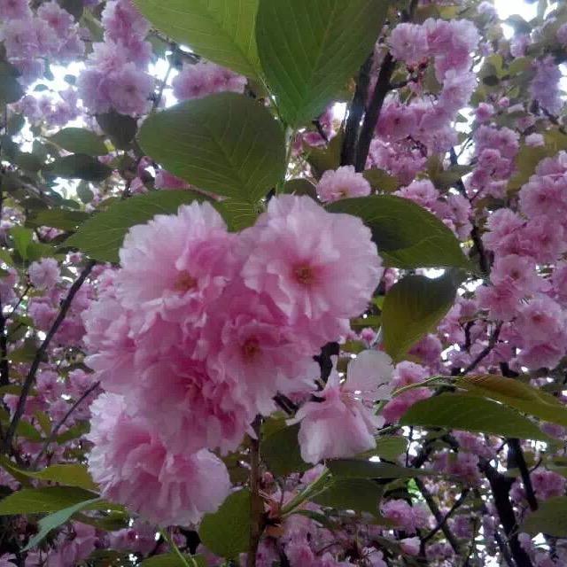 哦里王芳
