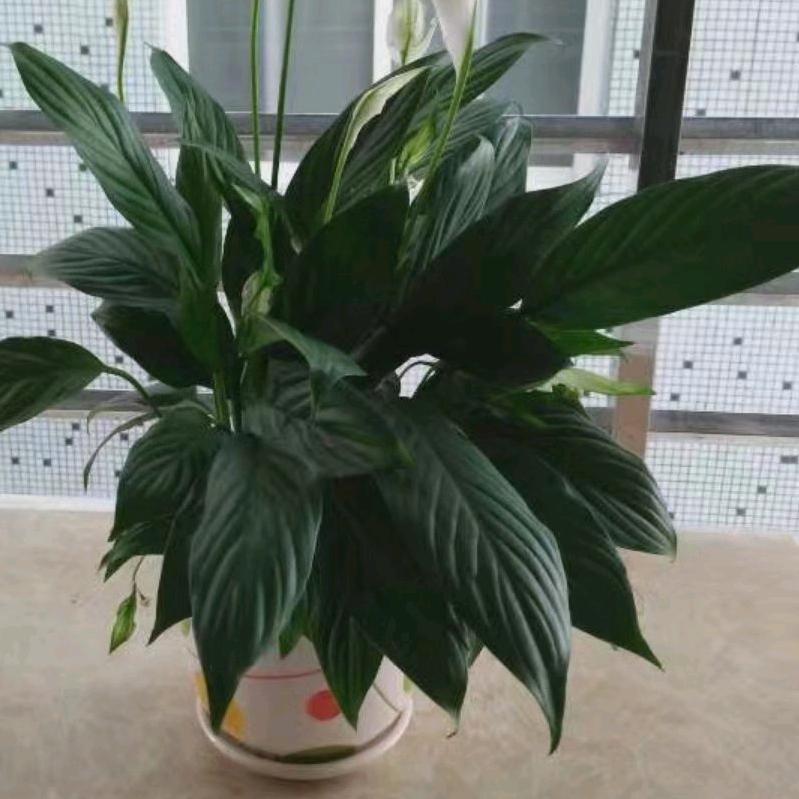 芬