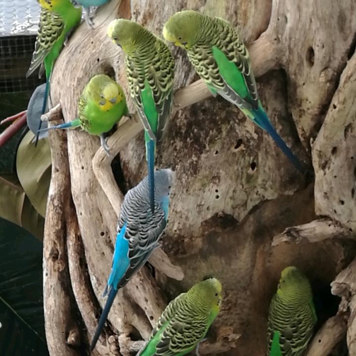 平平凡