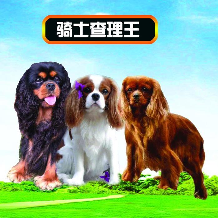 天一家的查理王小猎犬