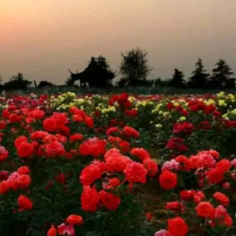 花开富贵黄山村，郭