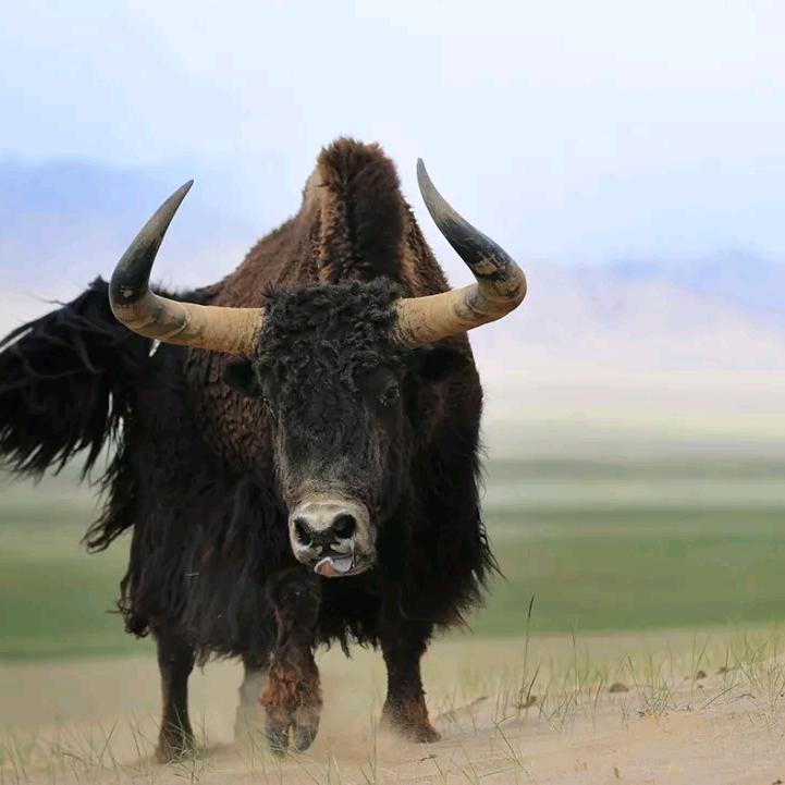 阿尔金山鲸鱼湖探秘自驾游