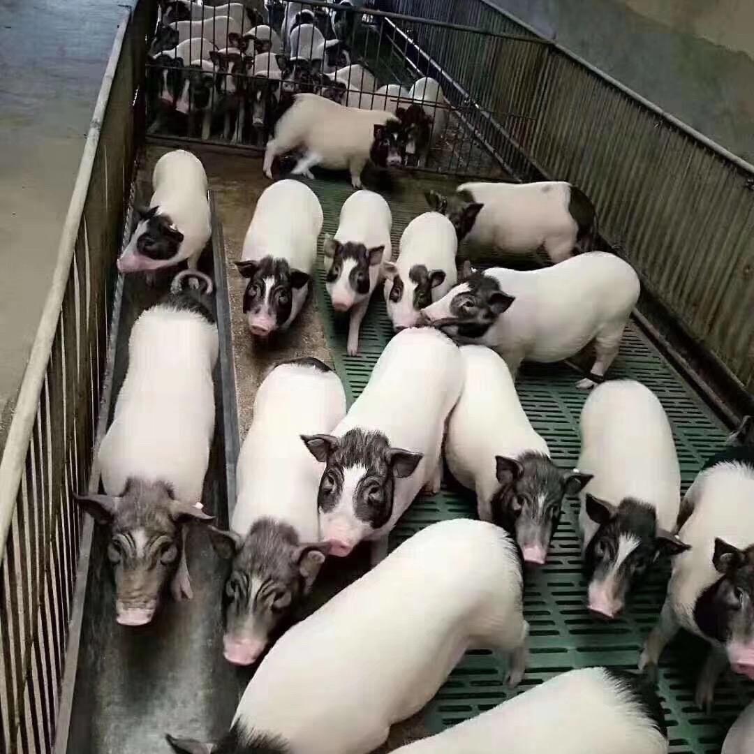 富强巴马香猪